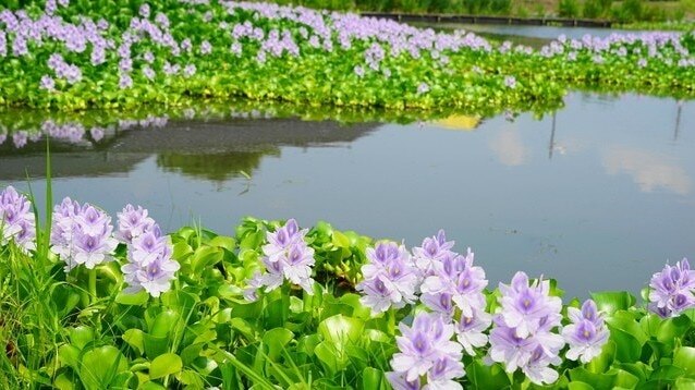 花や美術館でいっぱいの桜県カゾ市に15の推奨観光スポットを紹介します！