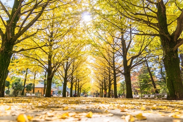 楽しみからリラクゼーションまで！ネリマの観光スポットへの包括的なガイド