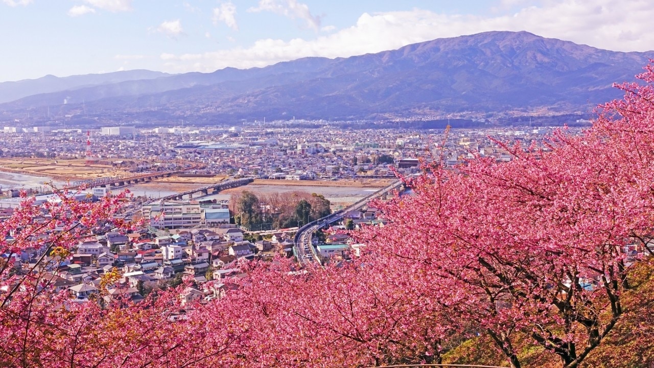 アシガラの12人の観光スポットを参照してください！ハーブとアジサイの香りで満たされた花の視聴をお楽しみください