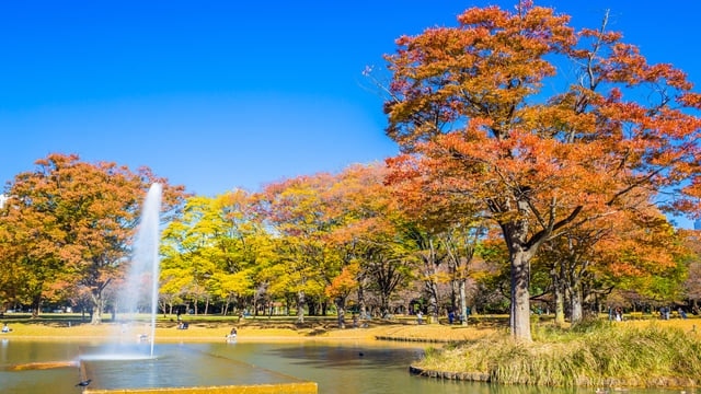 都市の性質を完全に楽しむことができるヨーギの魅力は何ですか？ 5つの必見の観光スポット