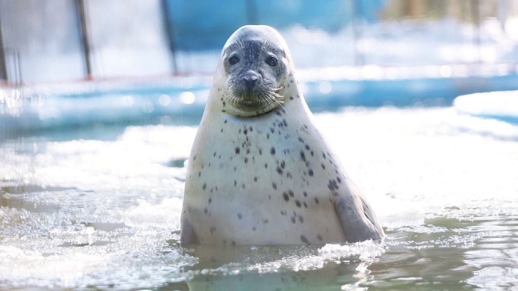 決して脱いではいけません！あなたが子供と楽しむことができるオビヒロの10の観光スポット