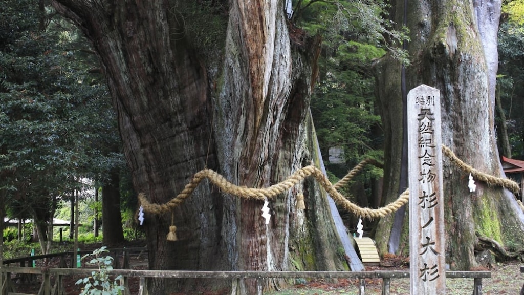 [大西県、オトヨタウン] Hibari Misoraに関連するパワースポット！ sugi no osugiの魅力