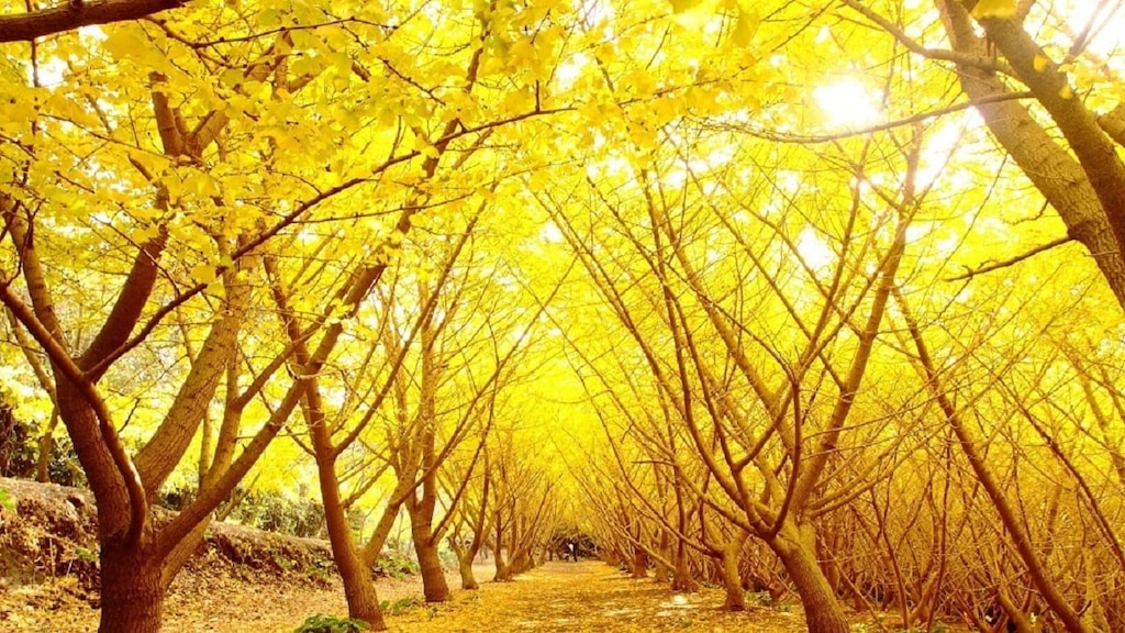 大sumi半島のトップ10の観光スポット！ 「セゴドン」の滝とロケット発射サイトを訪れる旅