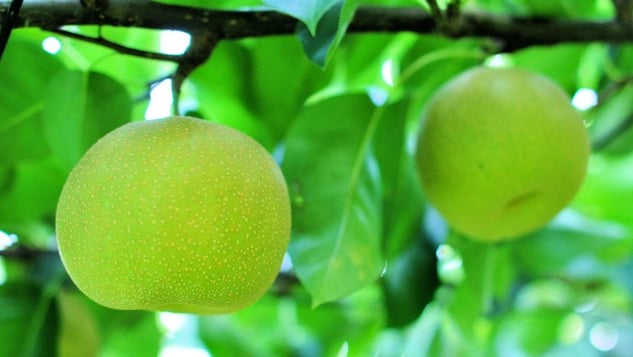 あなたが行くなら、これは場所です！誰もがvy望するトットリの8人の人気のある経験スポット