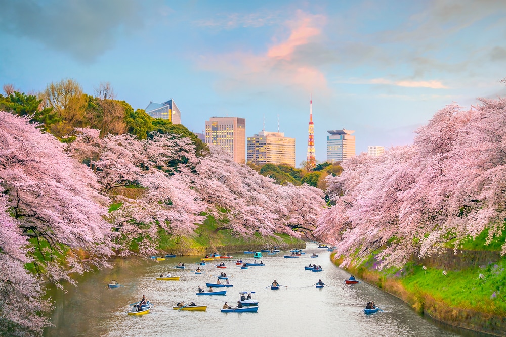 この春に日本でキャンセルされた人気の桜の祭り