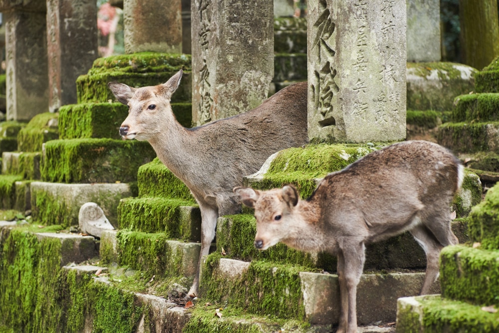 奈良公園の外の奈良でやるべきトップ10のこと