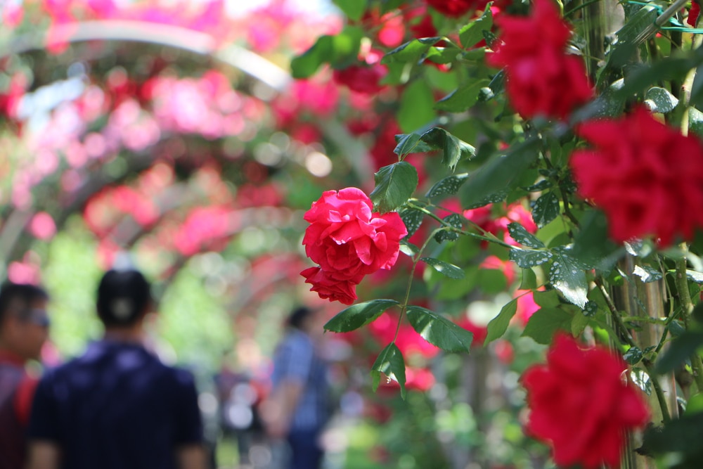 オレゴン州ポートランドでやるべきことが一番