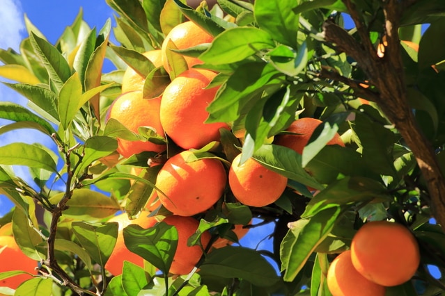 6県で推奨される体験的なスポット！日帰り旅行でも完全に満足しています