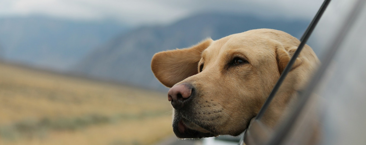 あなたのペットと一緒にデジタル遊牧民として旅行する：実用的なガイド