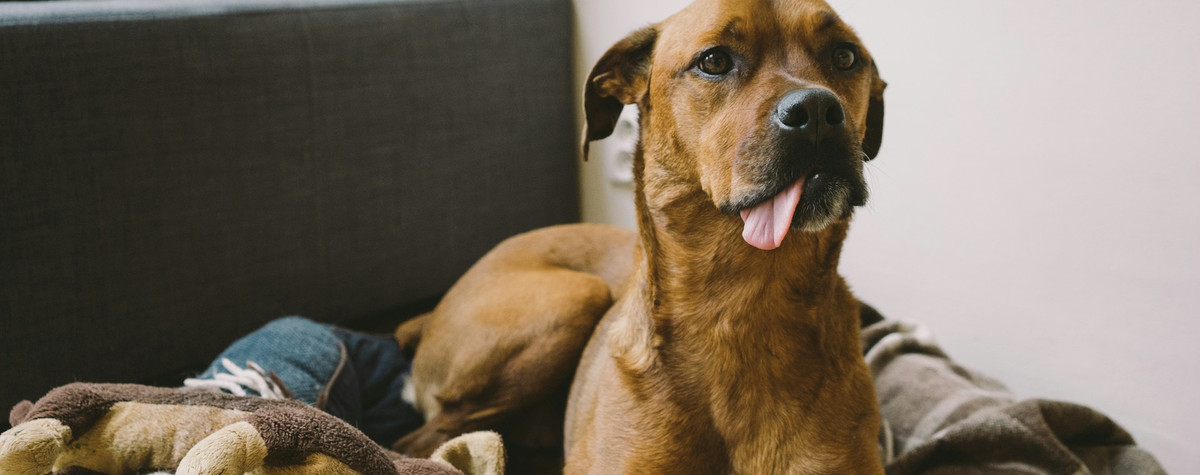 最高の家主ペットポリシーを設定するためのヒント