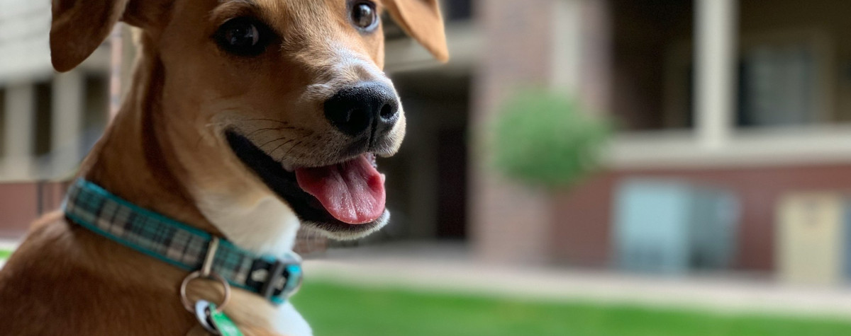 ポルトガルでのペットフレンドリーな休日への究極のガイド：トップヒントと5つの素晴らしい都市を探索する