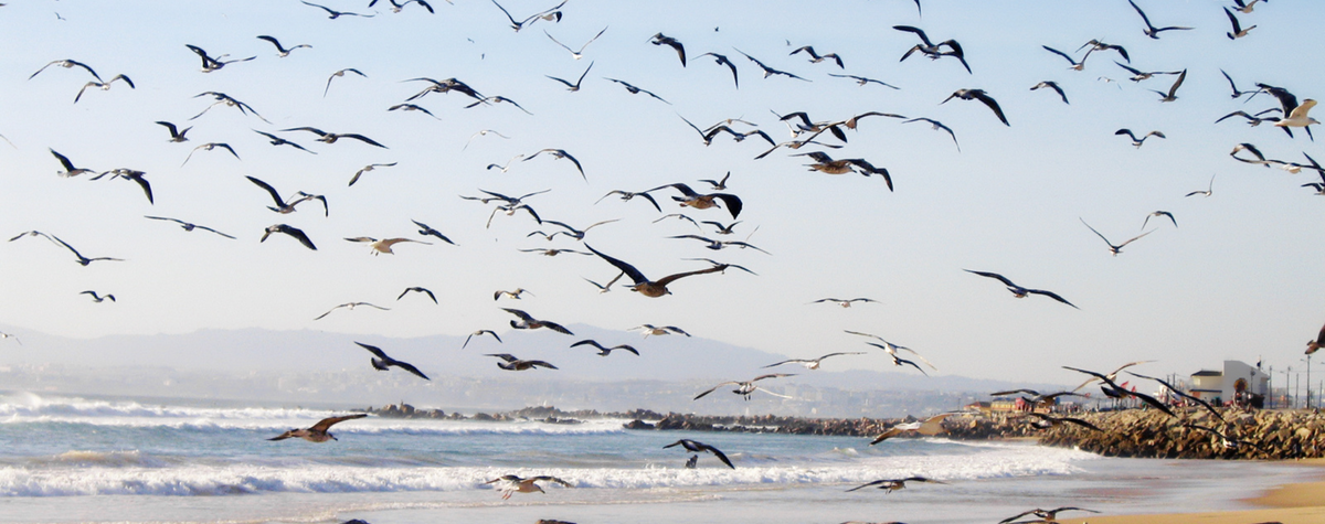 デジタル遊牧民のためのコスタダカパリカガイド