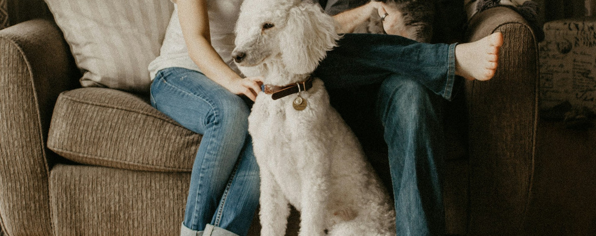 あなたの家主を説得して、あなたがあなたのフラットにペットを置くようにするためのヒント