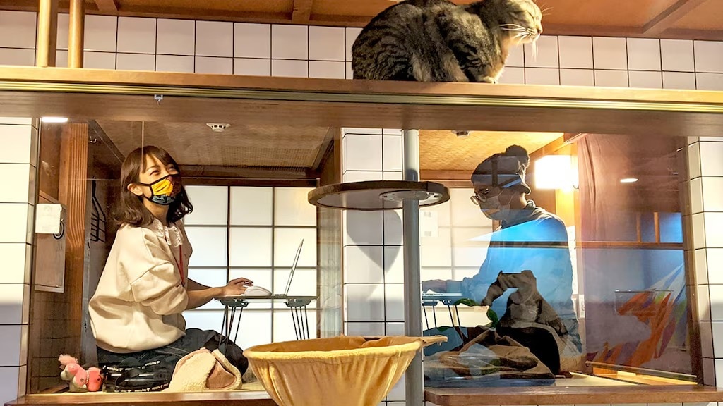 猫とテレワーク！ 「ネコハタゴの仕事」が生まれました。これは、猫と一緒に完全に個室で働くことができるサービスです！
