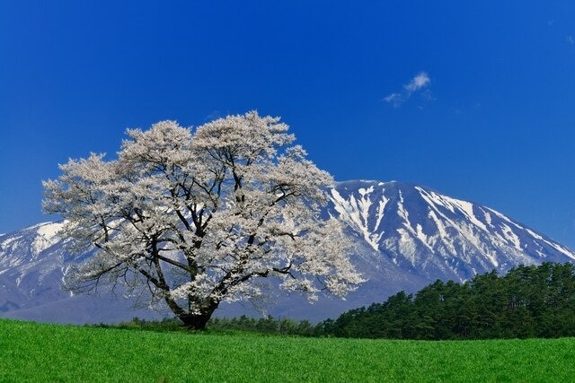 Shizumuisuiを訪れるときはKoiwaiに行きましょう！農場活動を楽しむことができる5つの推奨観光スポット