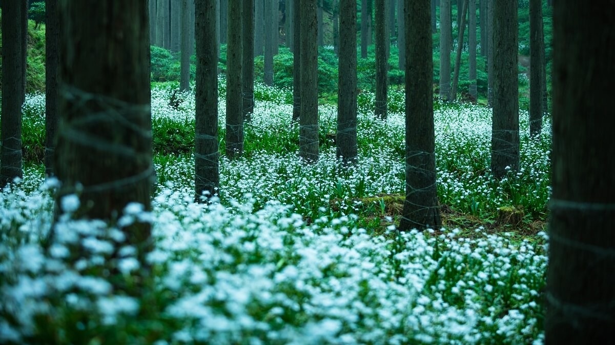 京都のアヤベ市にあるトップ5の必見の観光名所