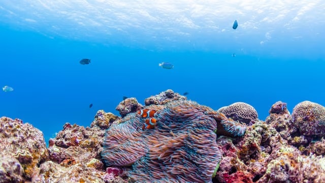 [ザマミ島の観光] 5推奨スポット