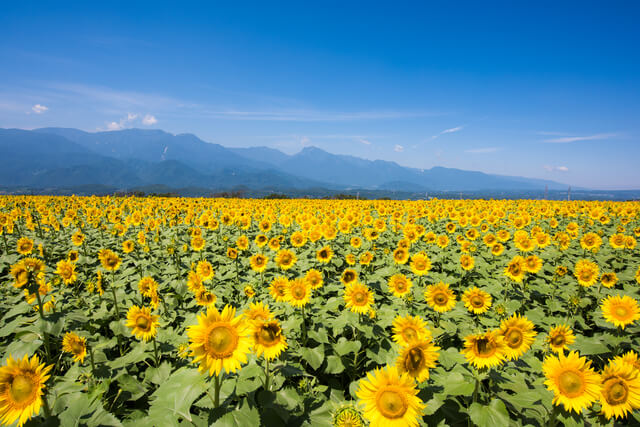 自然、芸術、アウトレットをお楽しみください！ Yatsugatakeの北部市にある10の必見の観光スポット