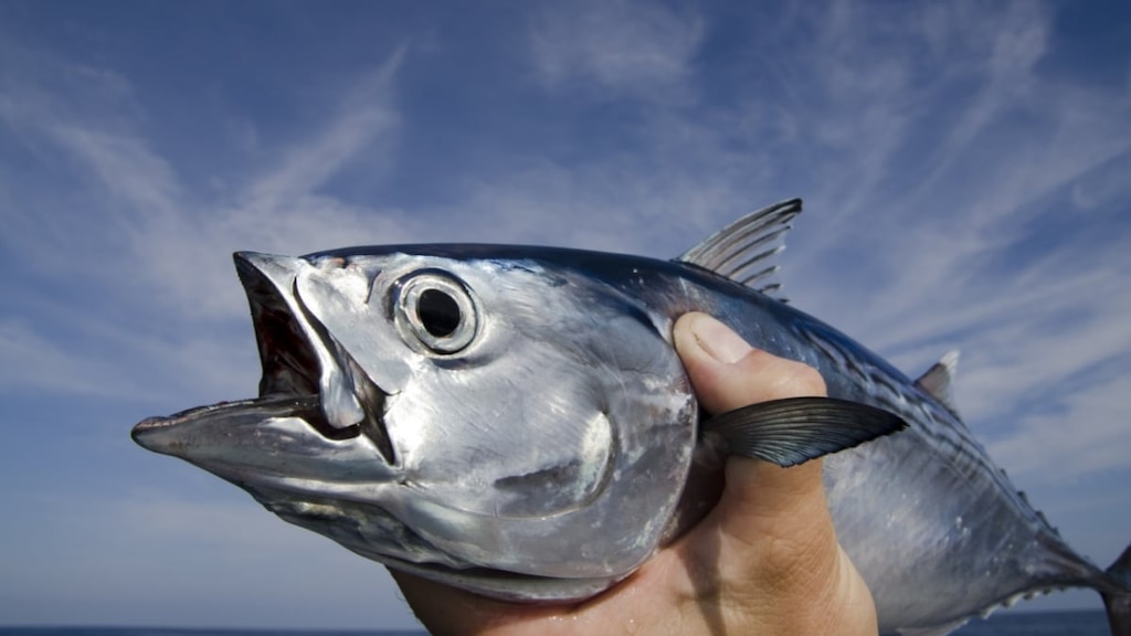 漁師のharりらこ船