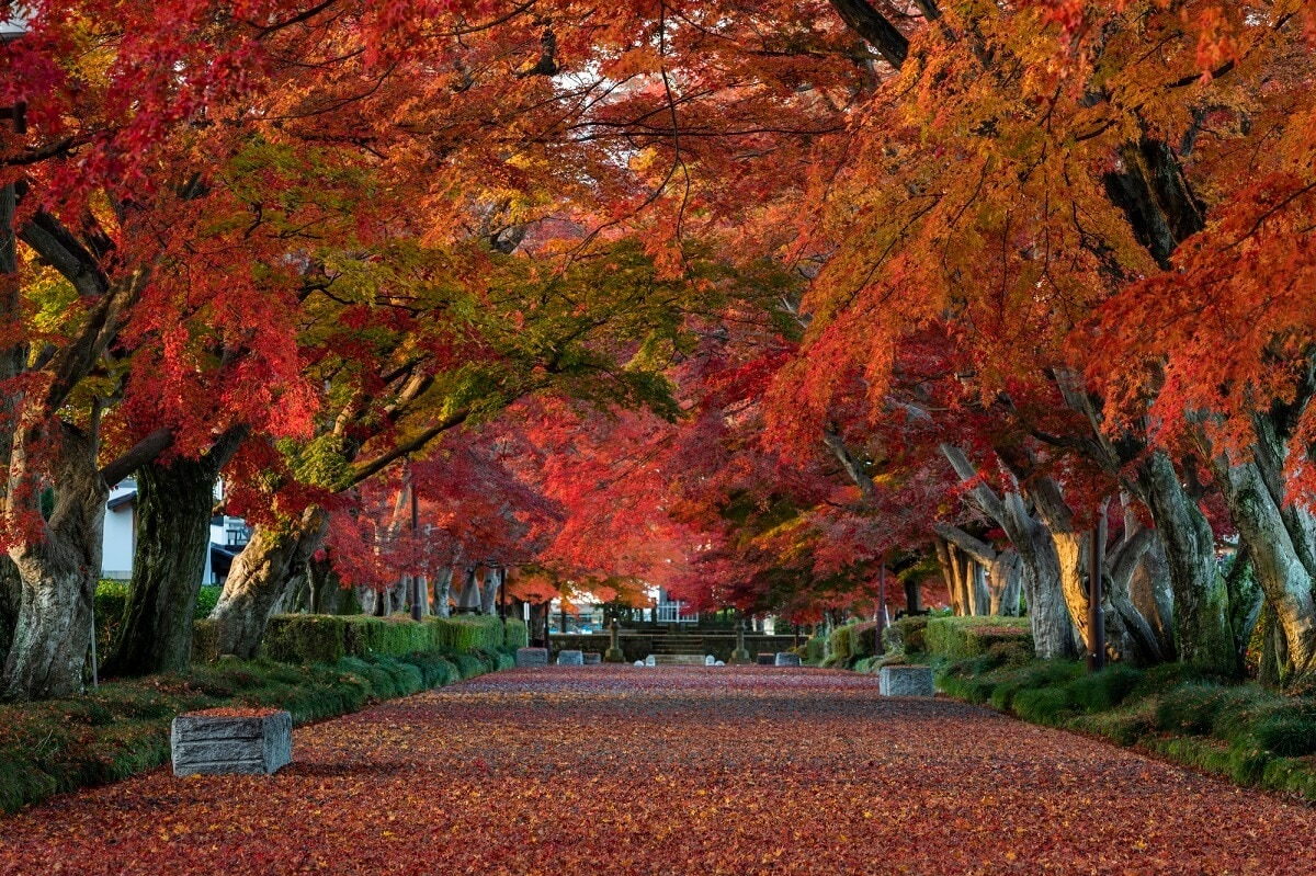 ニシナスノでの観光！人々と自然がつながる平和な目的地を発見してください