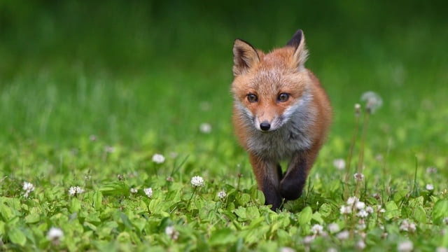 世界遺産のサイトShiretoko Peninsula！ 11日本の象徴的な偉大な性質に住んでいる野生動物