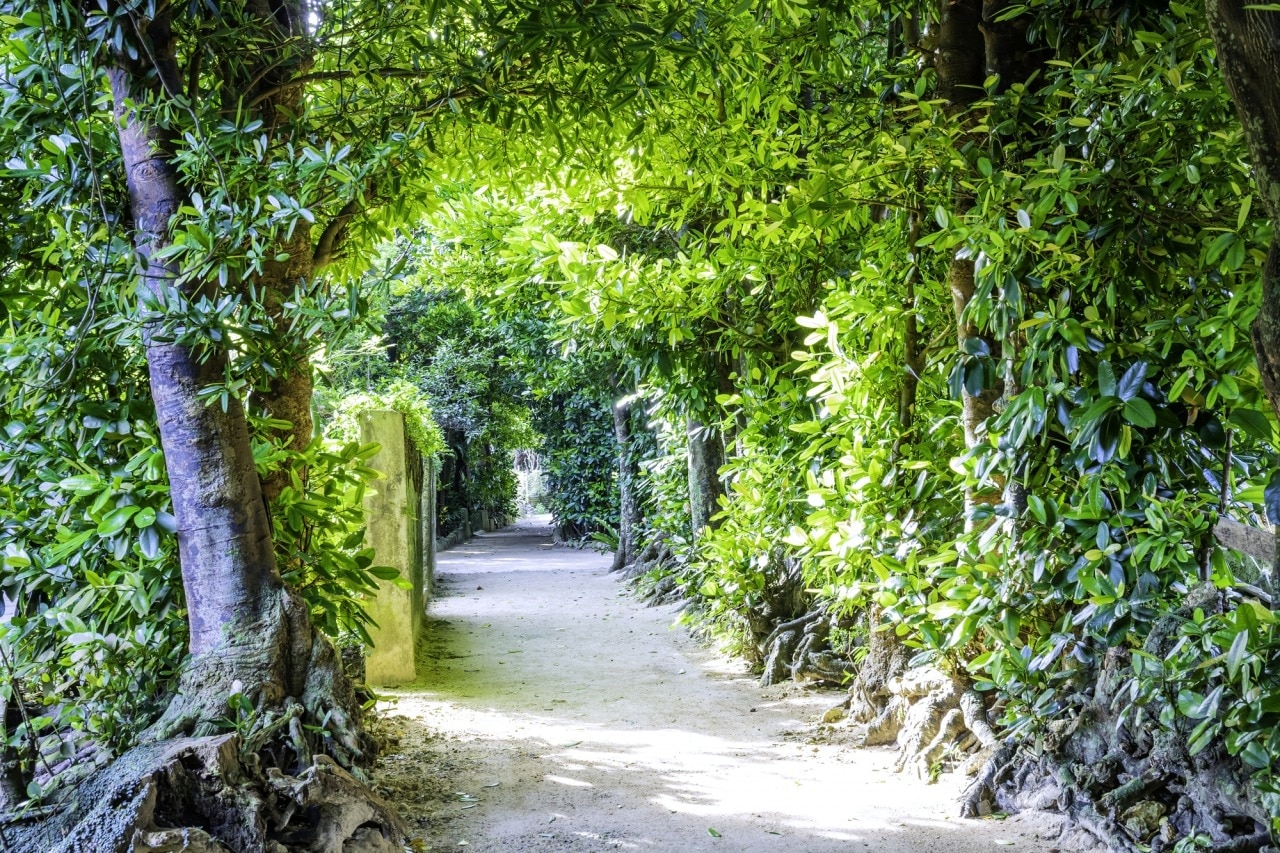 沖縄の福山の並木道を散歩！ 20,000個の福州の木を歓迎する印象的な場所