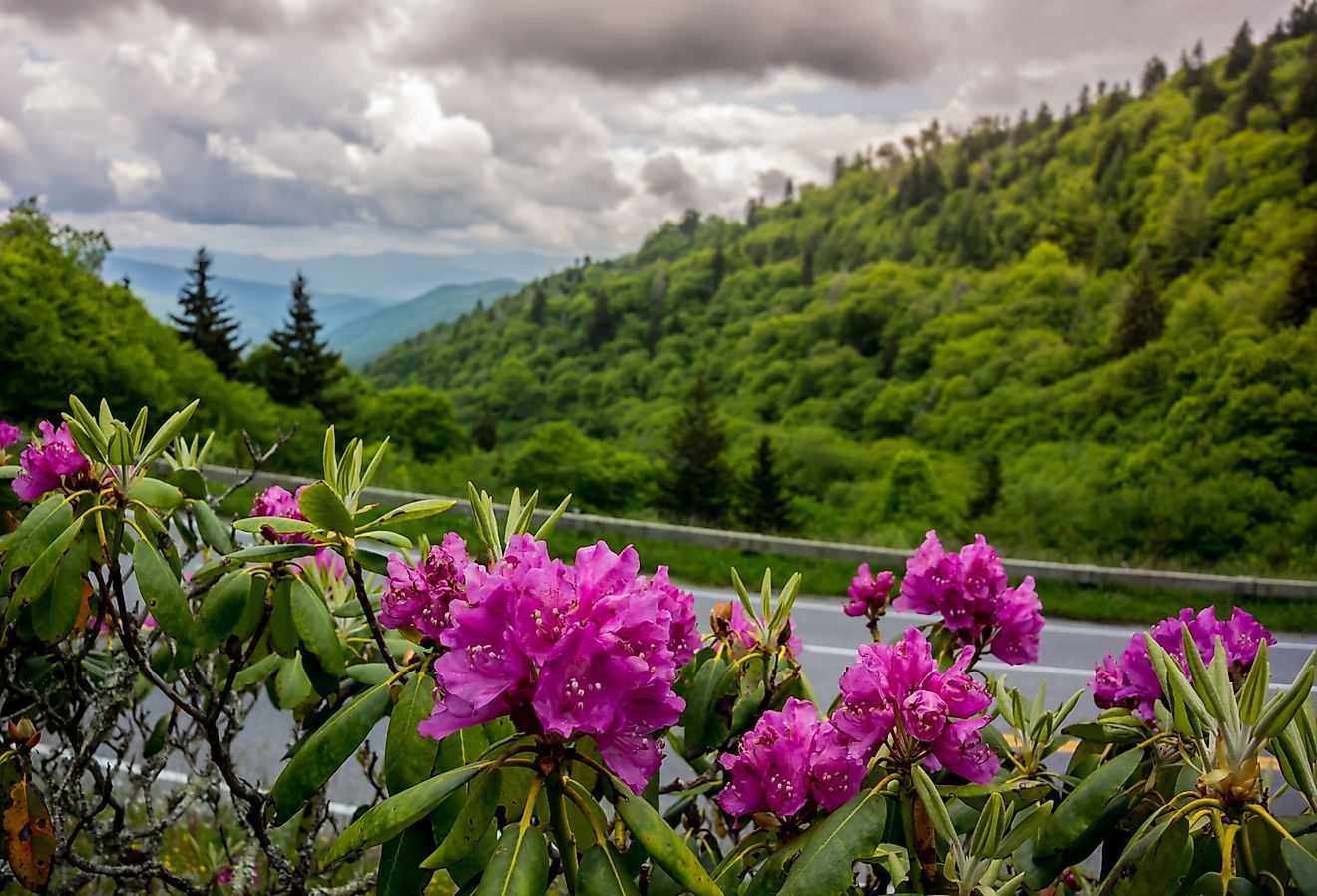 グレートスモーキーマウンテンズ国立公園の霧のベールワイルドフラワーストウンアパラチアンリッジ