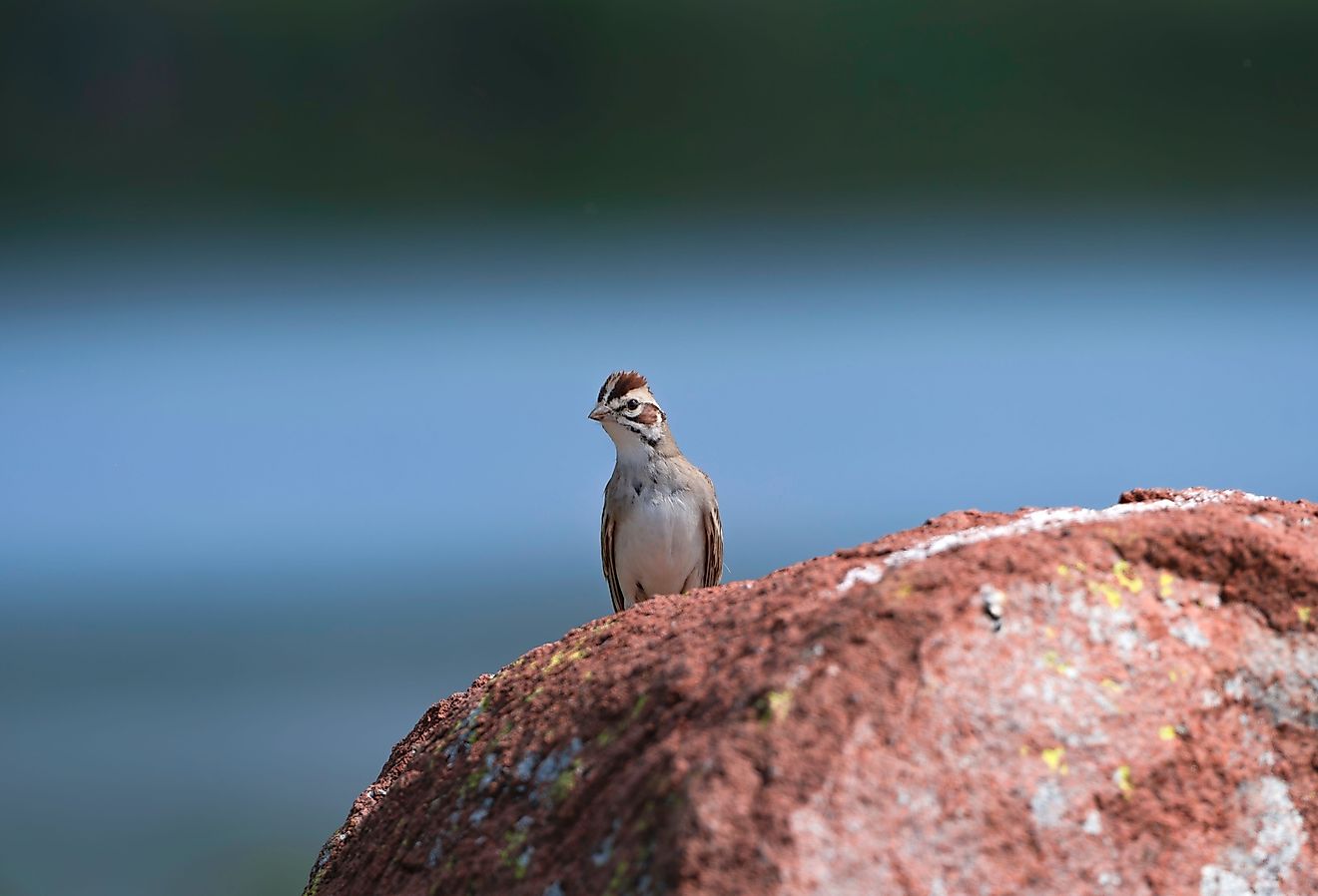 オハイオ州での生存のために戦っている5人の絶滅危animals動物