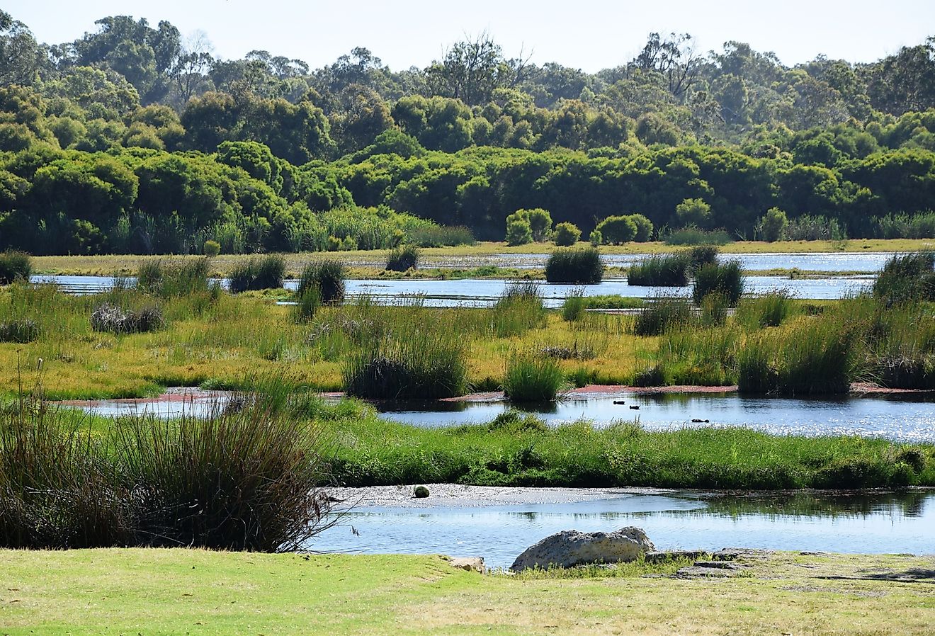 5西オーストラリア州のほとんどのヘビに満ちた水域