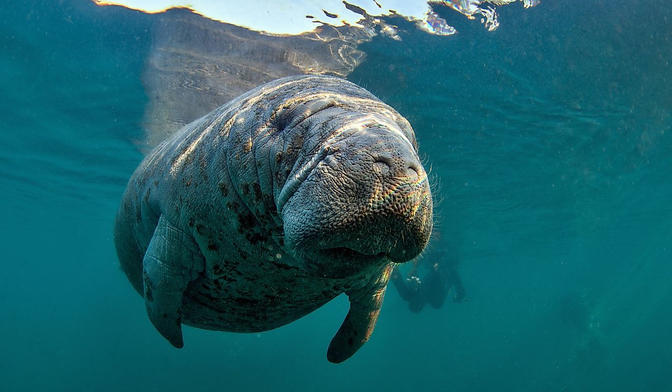 ミシシッピ州で生存のために戦っている5人の絶滅危animals動物