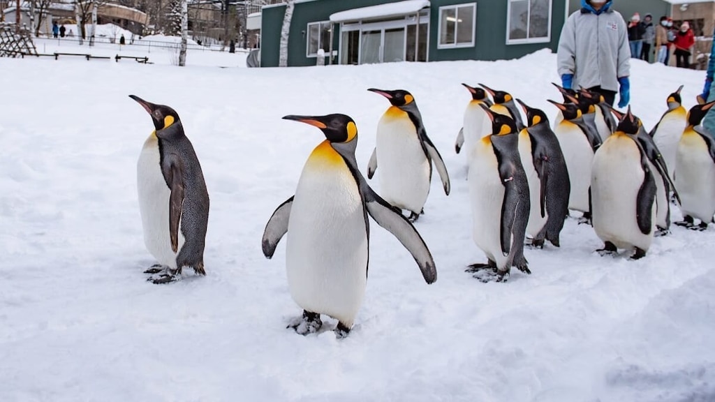 家族全員のために楽しい！ 4北海道の浅川に慎重に選ばれた観光スポット！