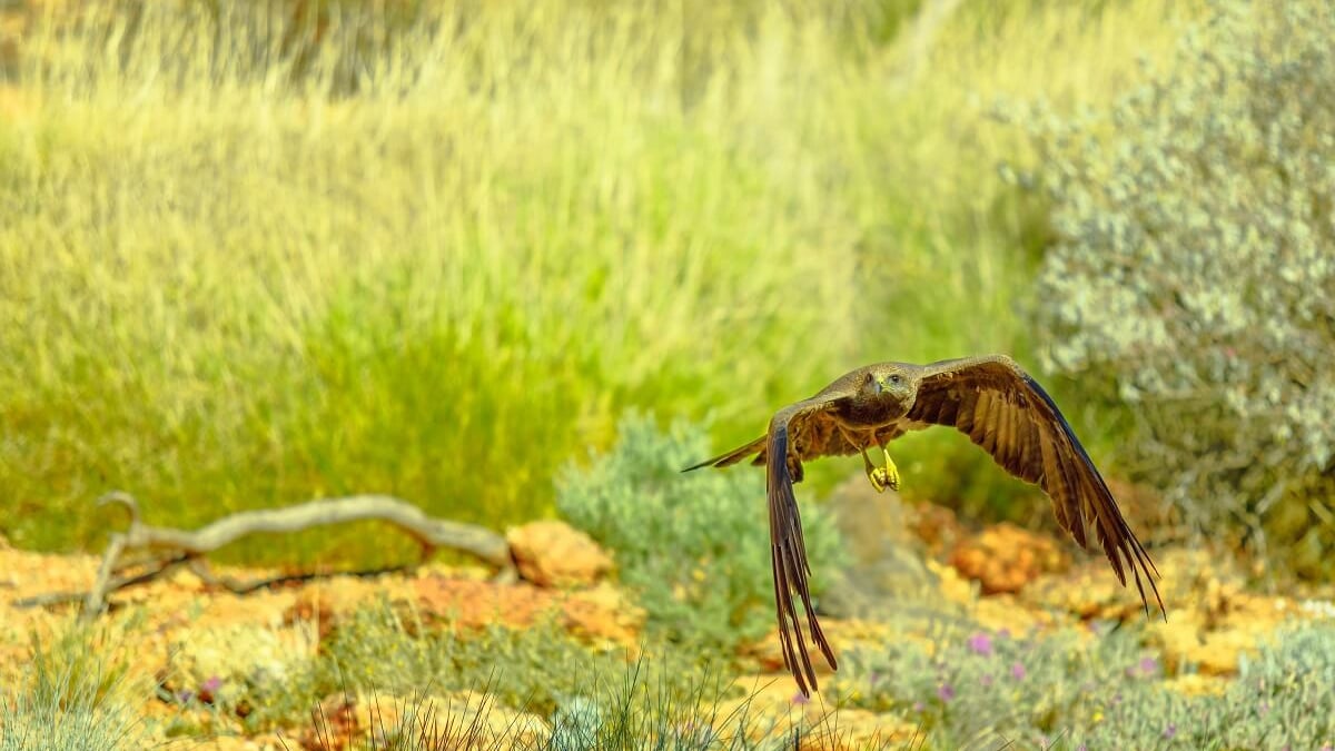 アリススプリングスデザートパークでの砂漠体験。砂漠にはどんな生き物が住んでいますか？