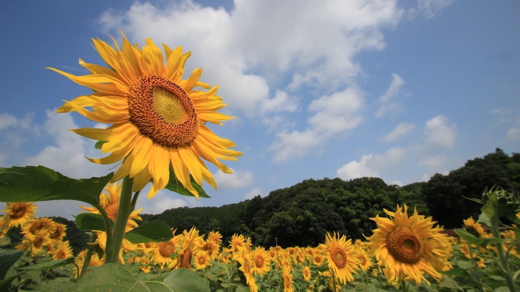 宮島市の推奨観光スポット