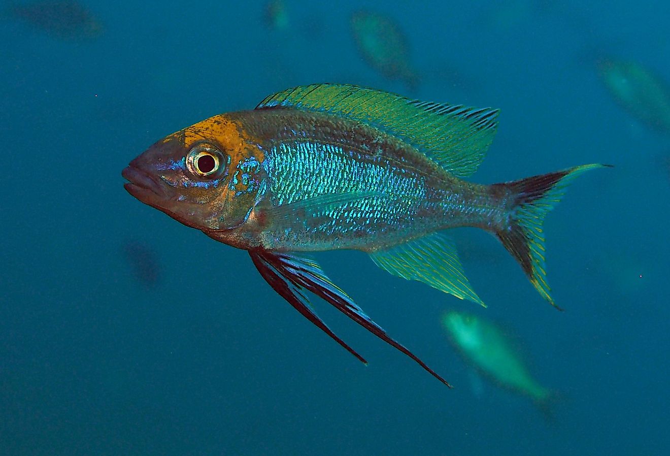 最も深い湖の底に何が住んでいますか？