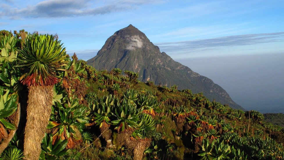 世界遺産の魅力「ビルンガ国立公園」！いつマウンテンゴリラに会えますか？