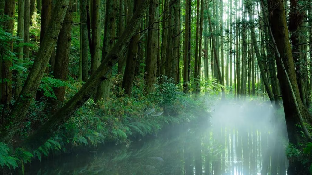 ヤマガタ県のショナ町町にあるトップ5の推奨観光スポット