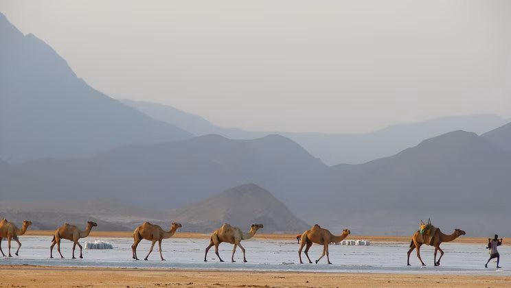 お土産に困惑している場合は、これらを試してみてください！ Djiboutiからの4つのお土産ピック！
