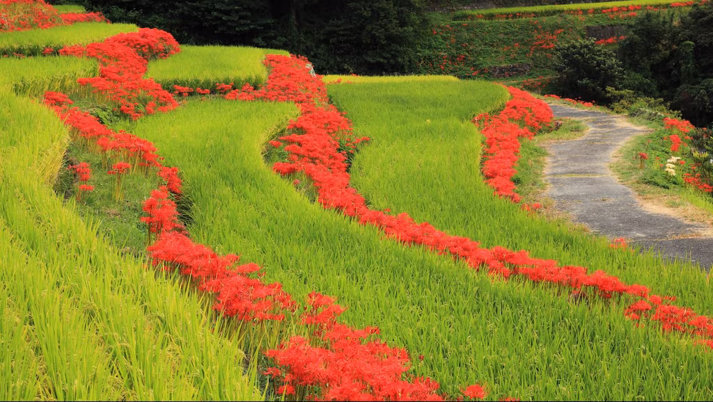 豊かな自然の中で魂を癒す旅。 OGI市の8つの観光スポット