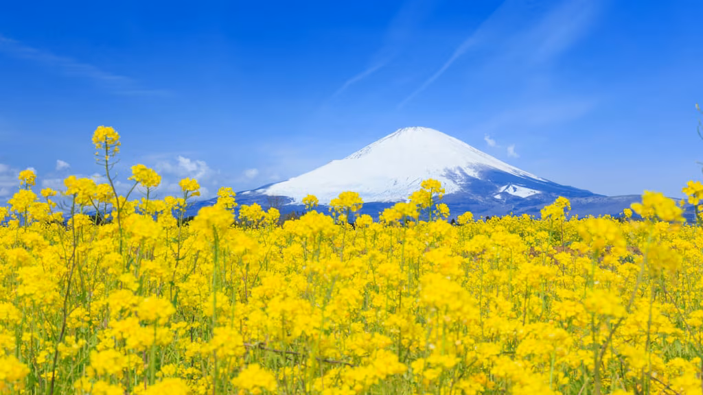 どこにいても富士山が見える！名峰の麓、御殿場市のおすすめ観光スポット