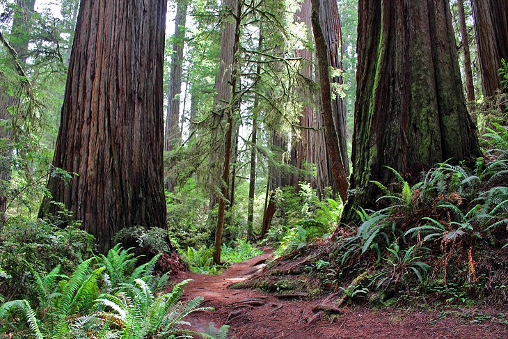 カリフォルニア州レッドウッド国立公園と州立公園のベストハイキングコース 9 選