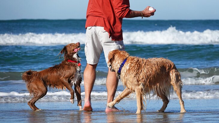 アメリカで犬連れに優しいバケーションベスト14